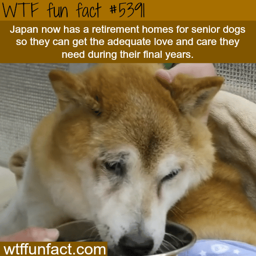 Japan now has retirement homes for dogs - WTF fun facts