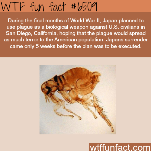 Japan planned to use plague as a biological weapons in WW2 - WTF fun facts