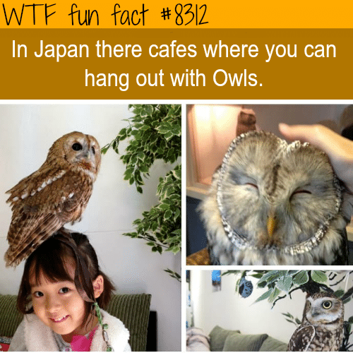 Japanese Cafes where you hang out with owls  - WTF fun facts
