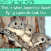 japanese dwarf flying squirrels