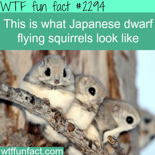 Japanese dwarf flying squirrels - WTF fun facts