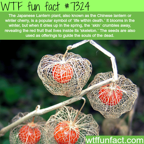 Japanese Lantern plant - WTF fun fact