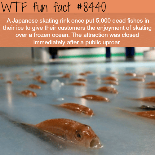 Japanese skating put 5000 dead fish in their ice - WTF fun facts