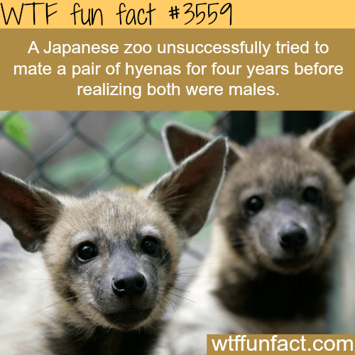 Japanese zoo tried to mate two male hyenas for four years - WTF fun facts