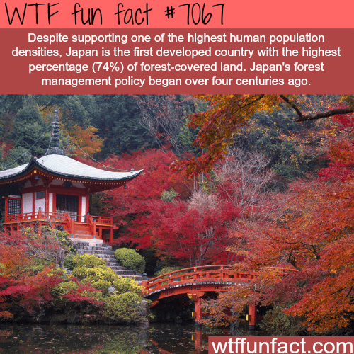 Japan’s forests - WTF fun facts