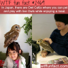 japans owl cafes wtf fun facts