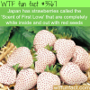 japans white strawberries scent of first love