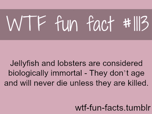 jellyfish and lobsters