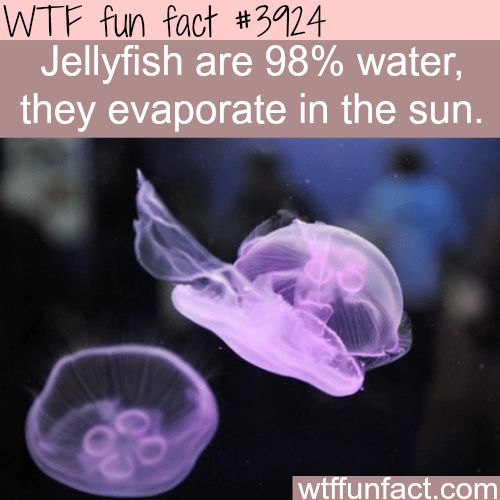 Jellyfish are made of 98% water - WTF fun facts 