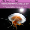jellyfish born on the space shuttle columbia in