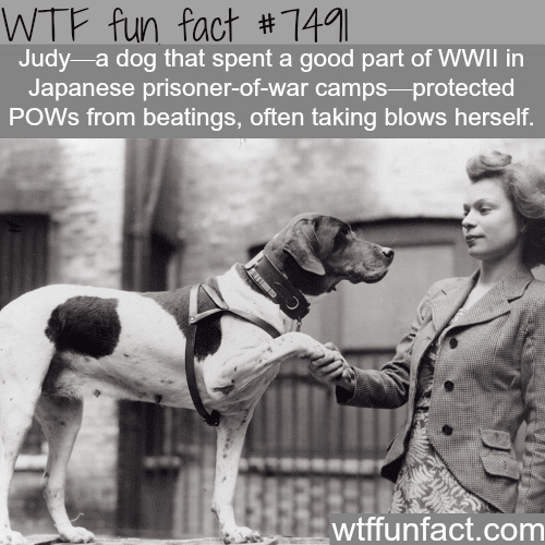 Judy the dog - WTF FUN FACTS