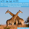 julius caesar named giraffes camelopards wtf