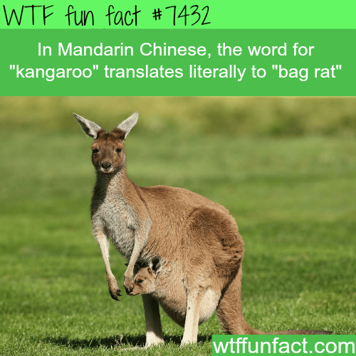 Kangaroo in Mandarin Chinese - Facts
