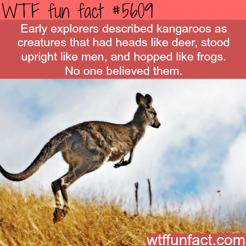 Kangaroos - WTF fun facts