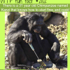 kanzi the chimpanzee that knows how to cook