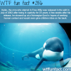 keiko the orca who starred in free willy