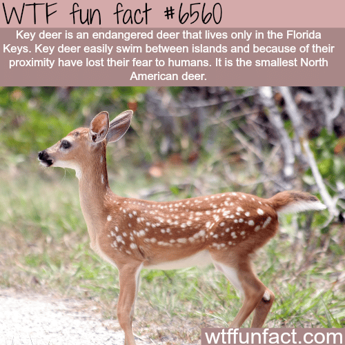 Key Deer - WTF fun facts