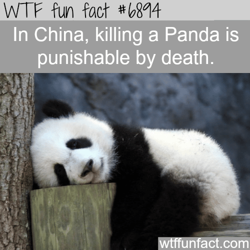 Kill a panda or endangered animals in China can result in death - WTF fun fact
