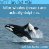 killer whales are doilphins