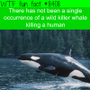 killer whales killing humans wtf fun facts