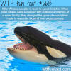 killer wtf fun facts