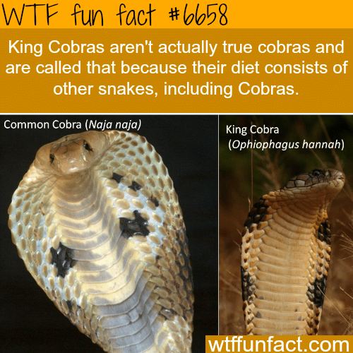 5 Facts About The King Cobra - Reptiles Magazine