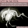 kiwis lay the largest egg wtf fun facts