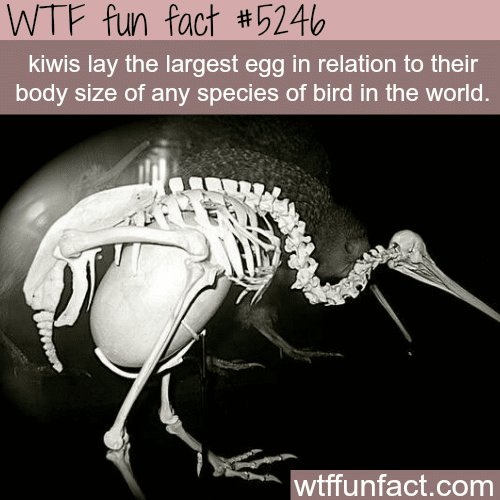 Kiwis lay the largest egg… - WTF fun facts