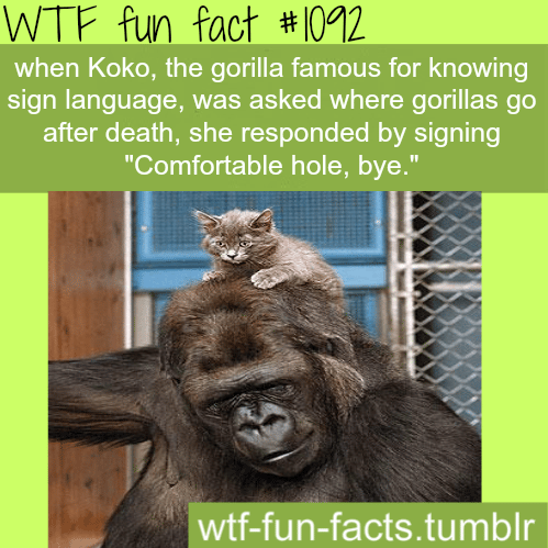 Koko the gorilla - animals facts 