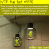 lamp that doubles as indoor plant wtf fun facts