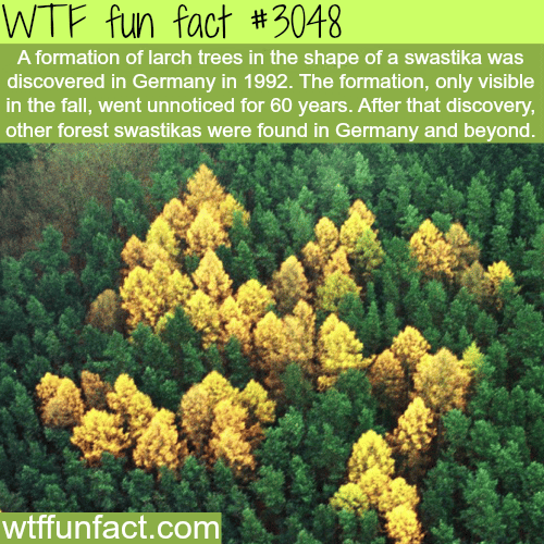 Larch trees form in the shape of a swastika -  WTF fun facts