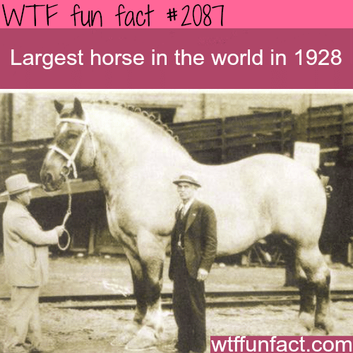 Largest horse in the world - WTF fun facts 