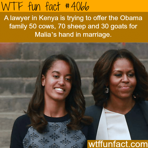 Lawyer in Kenya is asking Malia’s hand in marriage - WTF fun facts