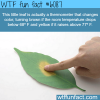 leaf thermometer wtf fun facts