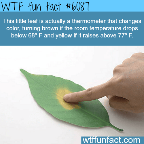 Leaf thermometer - WTF fun facts