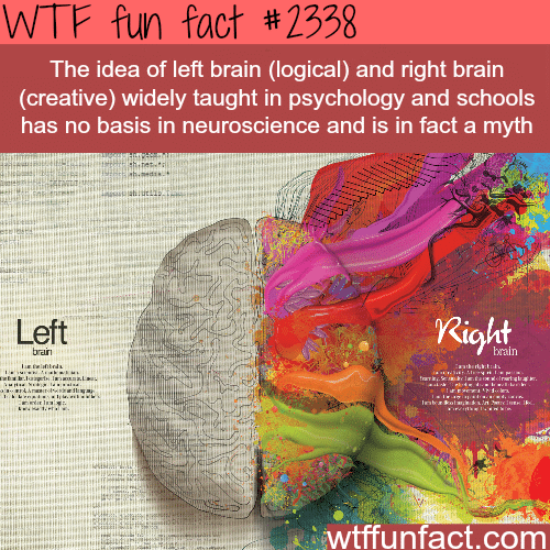 Left Brain VS Right Brain myth - WTF fun facts
