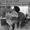 leopon leopard and lioness hybrid