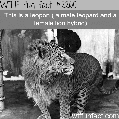 Leopon (Male leopard and a female lion hybrid) - WTF fun facts