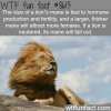 lion facts wtf fun facts