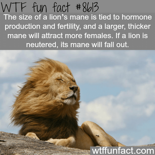 Lion facts - WTF fun facts