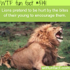 lions encourage their babies by pretending to be