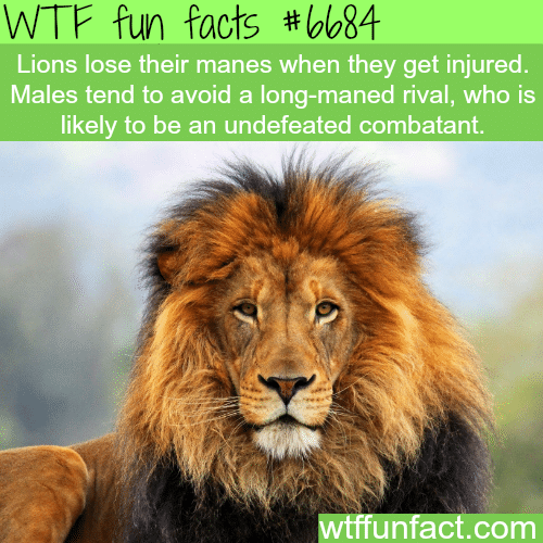 Lion’s mane - WTF fun fact