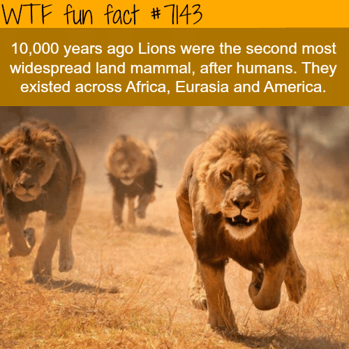 Lions were the most widespread land mammals