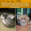 liquid cats wtf fun fact