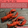 lobsters are one of the weirdest animals