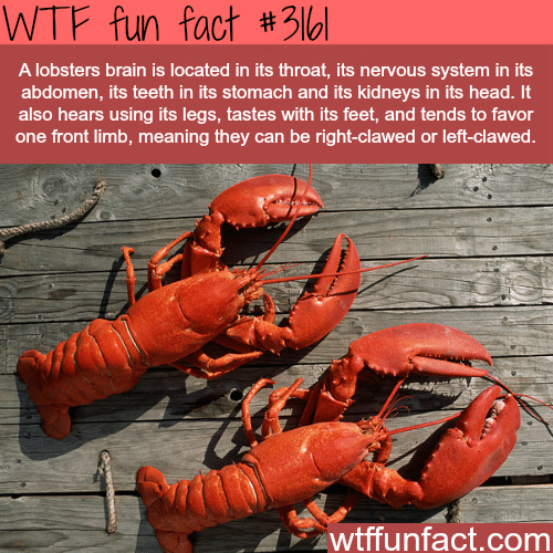 Lobsters are one of the weirdest animals -  WTF fun facts