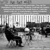 lonely people wtf fun facts