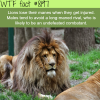 long maned lions wtf fun fact