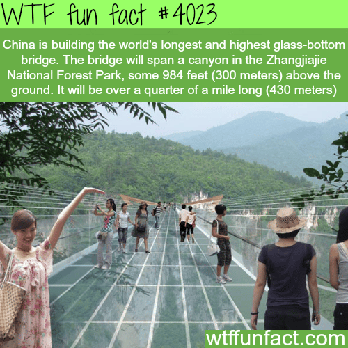 longest and highest glass-bottom bridge in the world - WTF fun facts