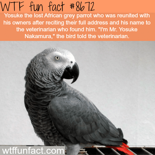 Lost African Grey Parrot told the veterinarian his address - WTF fun facts